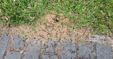 Oblej gniazdo. Mrówki znikną momentalnie