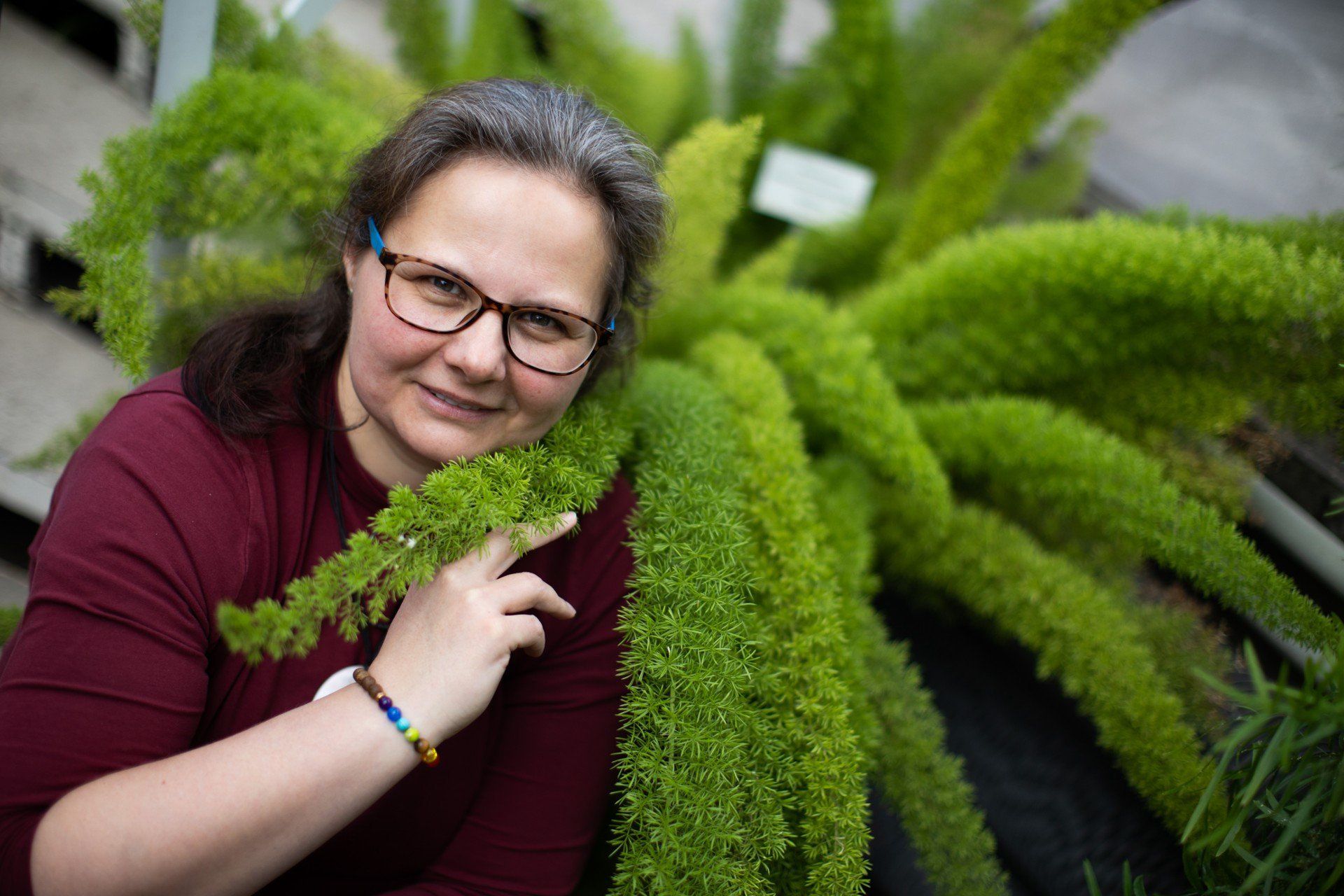   Dr Magdalena Hampel i Asparagus densiflorus