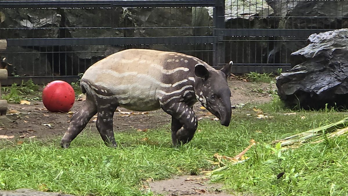 Tapir Baby Shower