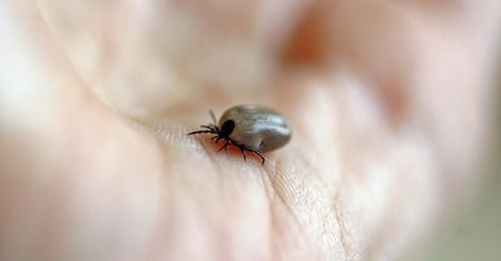 Borelioza – sprawdź, czy jesteś zdrowy lub naturalnie pozbądź się tej choroby