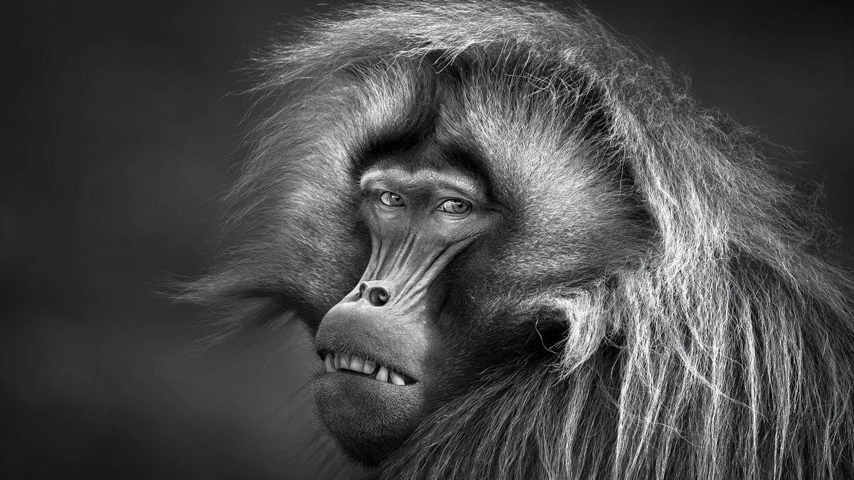 Portret małpy zapewnił autorowi pierwszą nagrodę w całym konkursie.