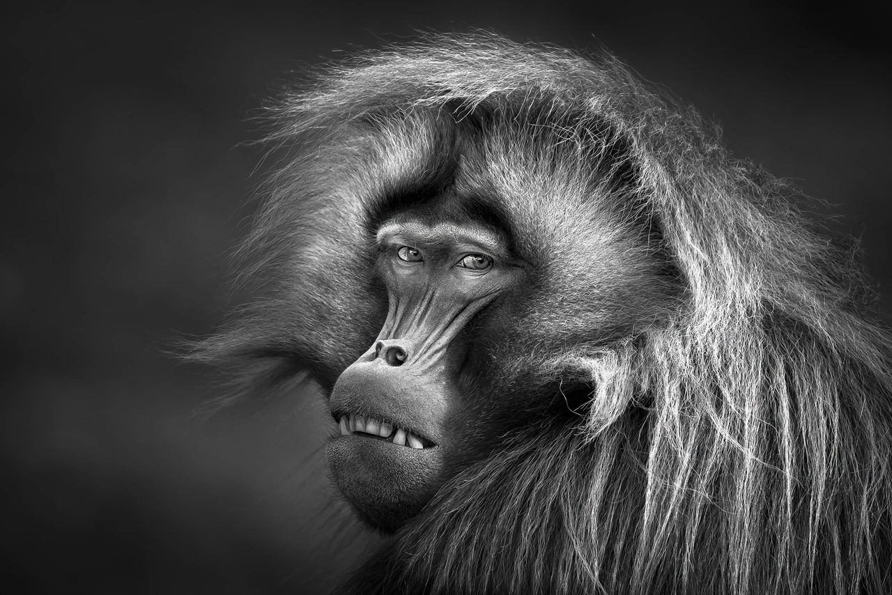 Portret małpy zapewnił autorowi pierwszą nagrodę w całym konkursie.