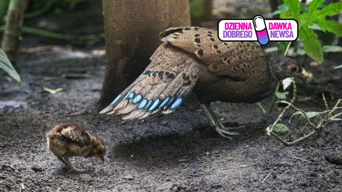 Chodzi za mamą krok w krok. Nowy maluch w warszawskim zoo