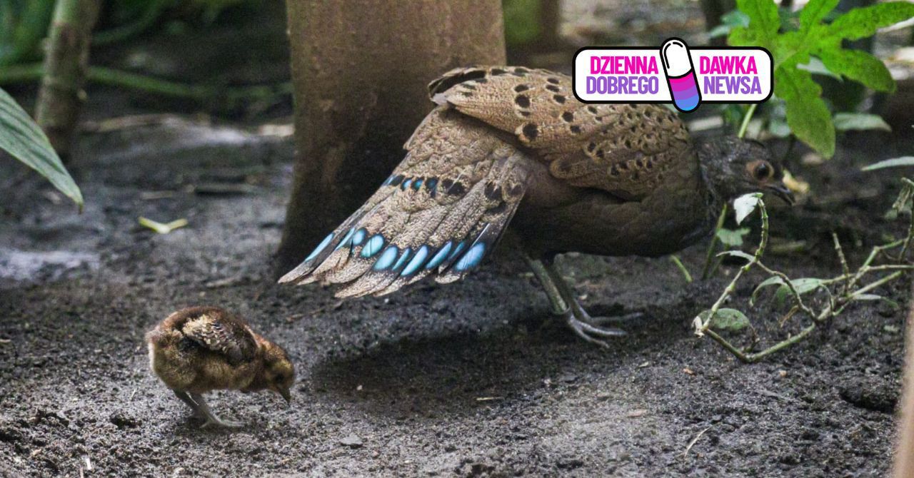 Chodzi za mamą krok w krok. Nowy maluch w warszawskim zoo