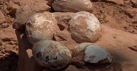Skamieniałe jaja drapieżnych dinozaurów. Niezwykłe odkrycie w Brazylii