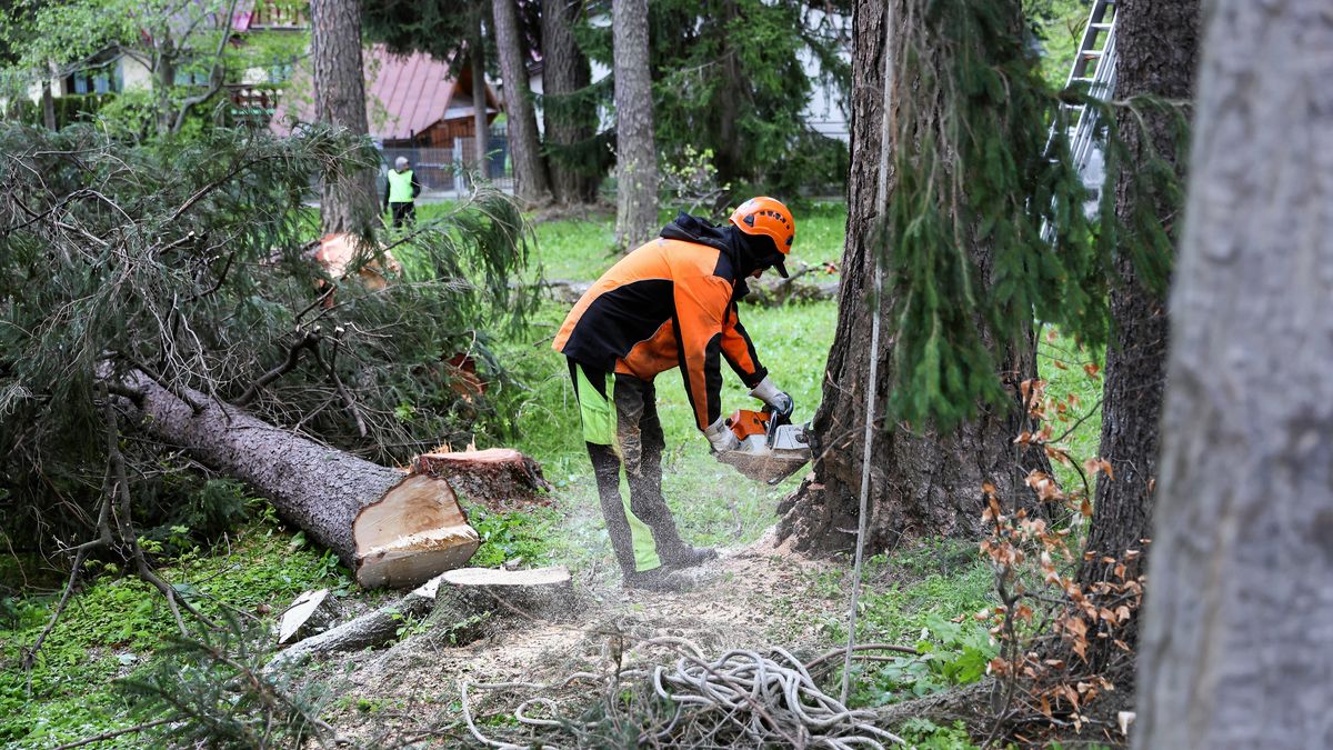 Kontrowersyjna wycinka w Zakopanem. Deweloper łamał prawo mimo odmowy