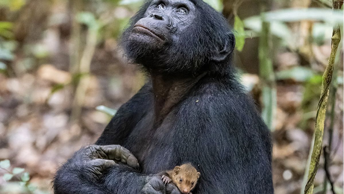 Zdjęcie szympansa przytulającego mangustę