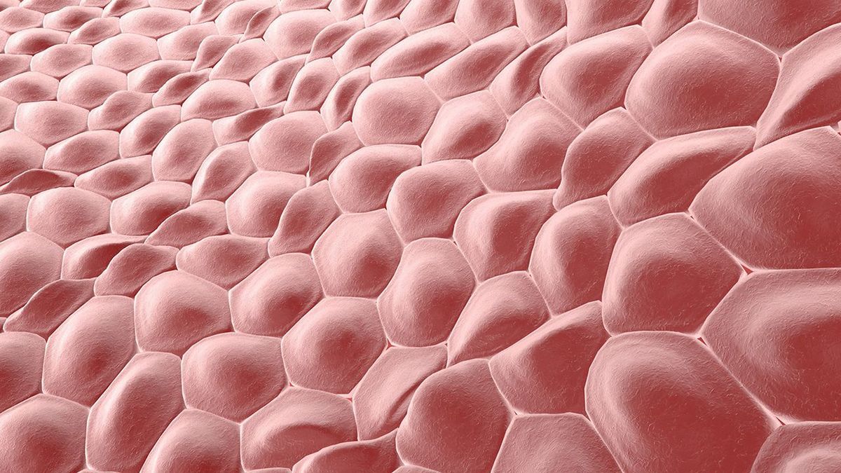 Wizualizacja: Komórki skóry