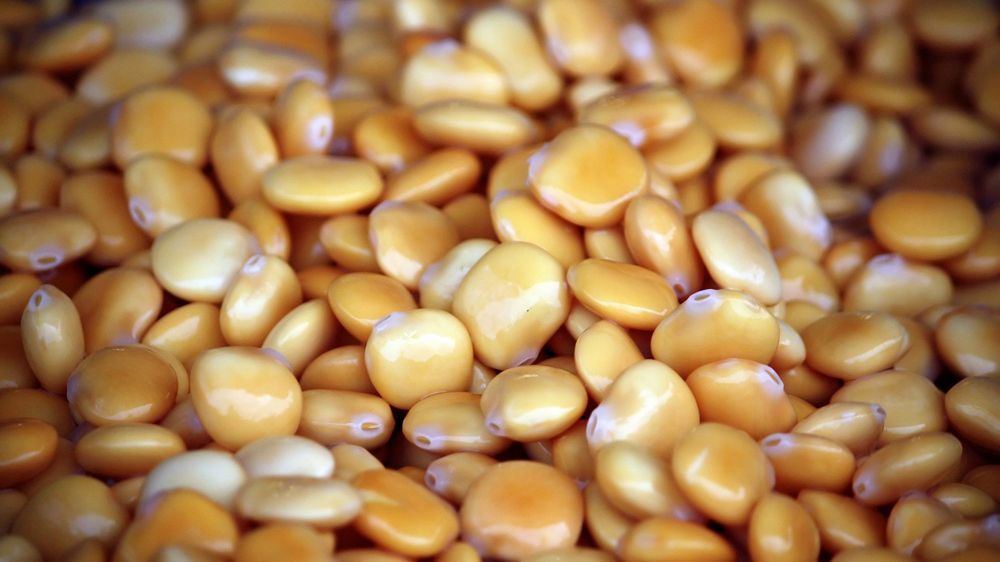 Łubin stanowi wartościowe źródło białka, zawiera witaminy z grupy B