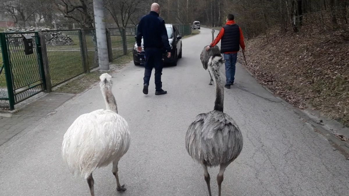 Strusie uciekły z gospodarstwa w Jaworznie 