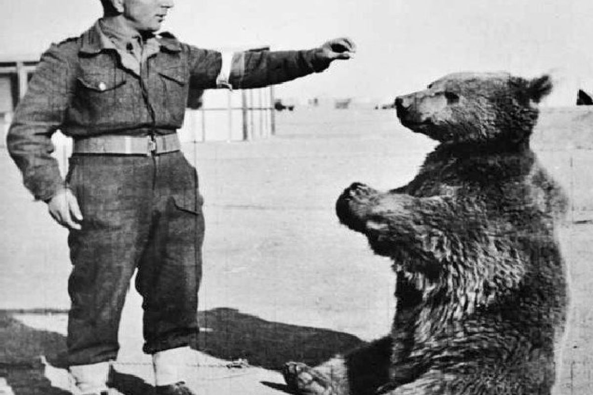 Smutny los najsłynniejszego niedźwiedzia w Wojsku Polskim. Co stało się z Wojtkiem po zakończeniu wojny?