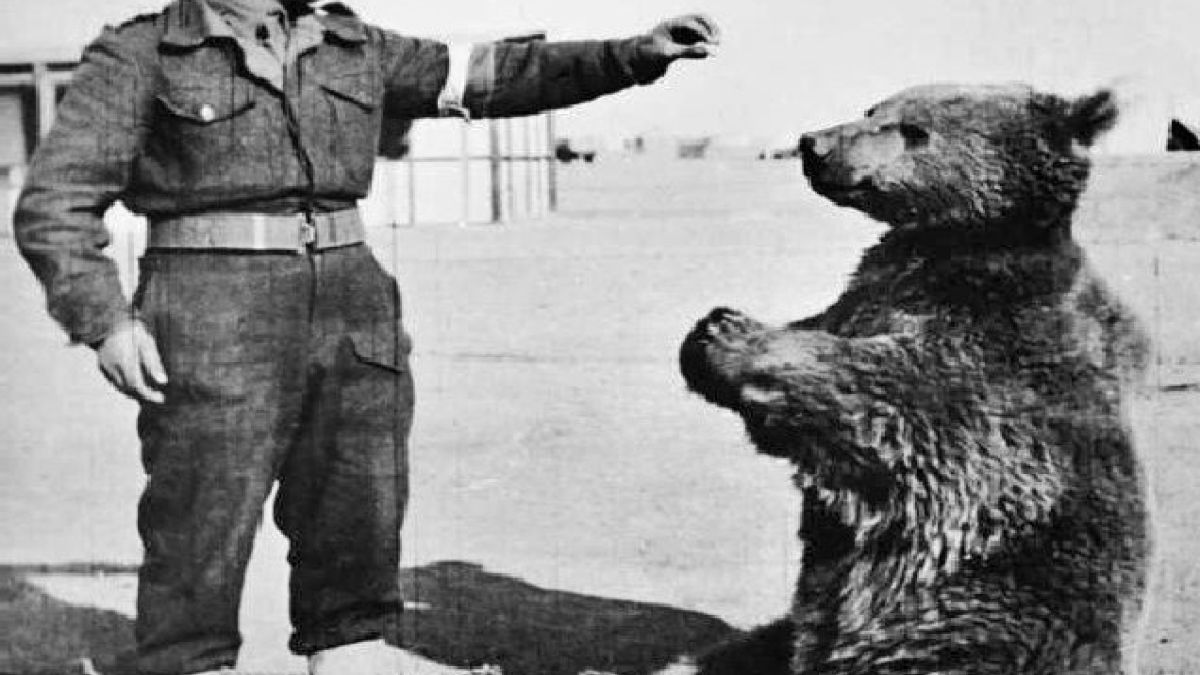 Smutny los niedźwiedzia w Wojsku Polskim