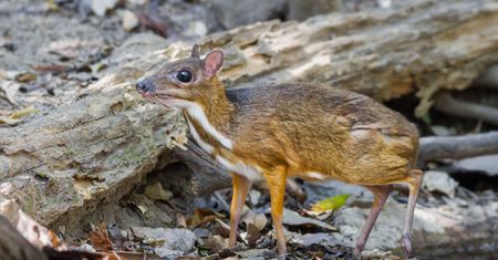 Warszawa. Myszojeleń w stołecznym zoo
