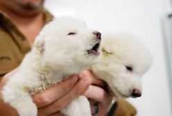 Wymarły 10 tys. lat temu. Naukowcy odtworzyli wilki straszne