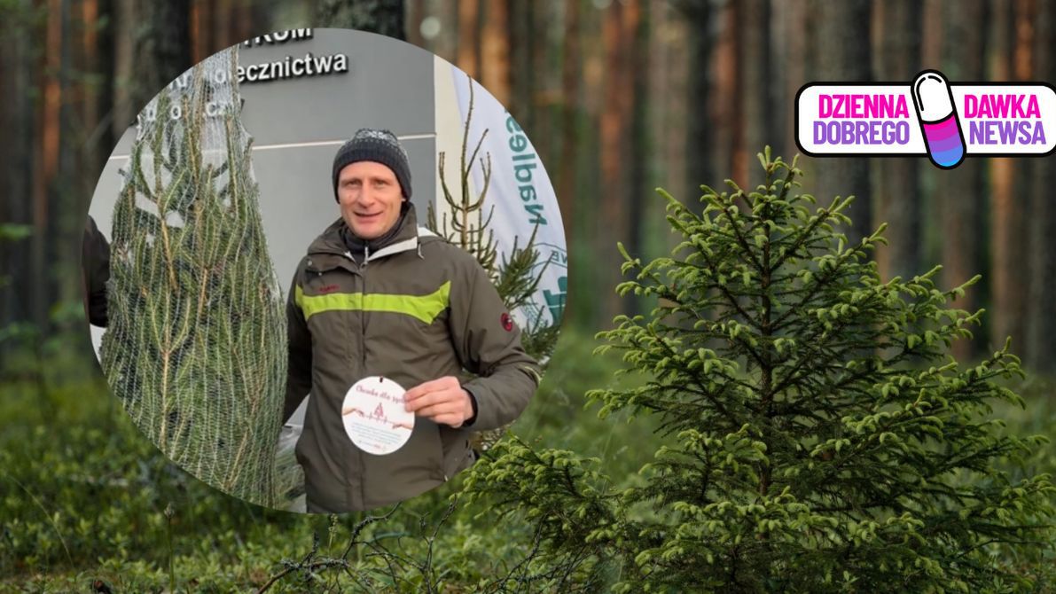 "Choinka dla życia". Lasy Państwowe rozdają drzewka w całej Pols