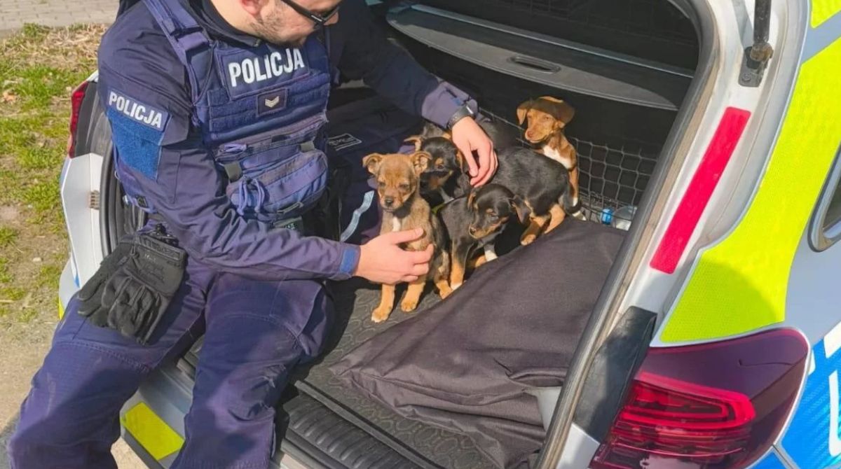 Policjanci z Wilczyńca uratowali pięć małych psiaków.