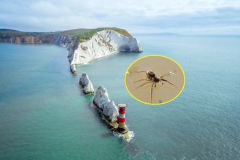 Odkrycie na brytyjskiej wyspie. Odnalazł się po 40 latach