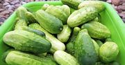 Ogórki można mrozić? Zobacz, zanim włożysz je do zamrażarki
