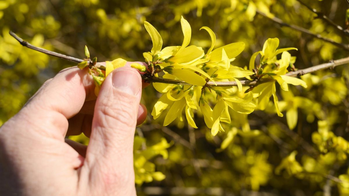 Forsycja wzmacnia układ odpornościowy, obniża ciśnienie krwi i chroni serce