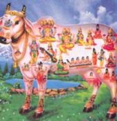 Profanacja wizerunku krowy według Hindusów