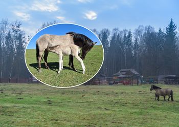 Małe, ale silne i wytrzymałe. Rodzina koników polskich się powiększyła