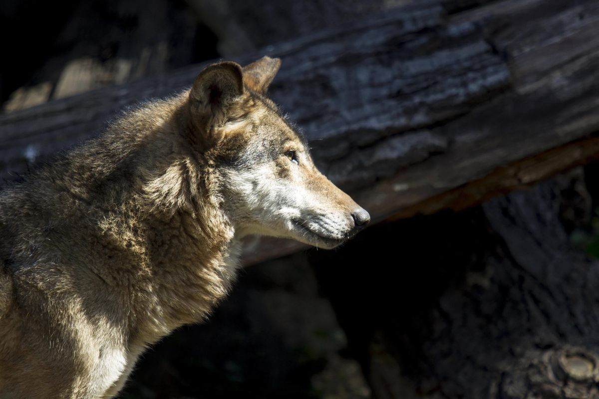 Samorząd w województwie opolskim rozpoczął akcję odstraszania wilków
