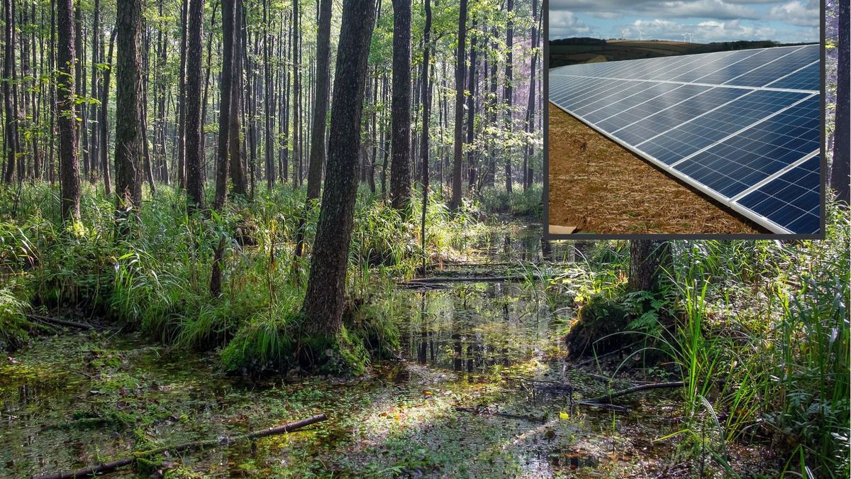 Na pomysł założenia farmy solarnej w Puszczy Białowieskiej wpadł jeden z lokalnych urzędników