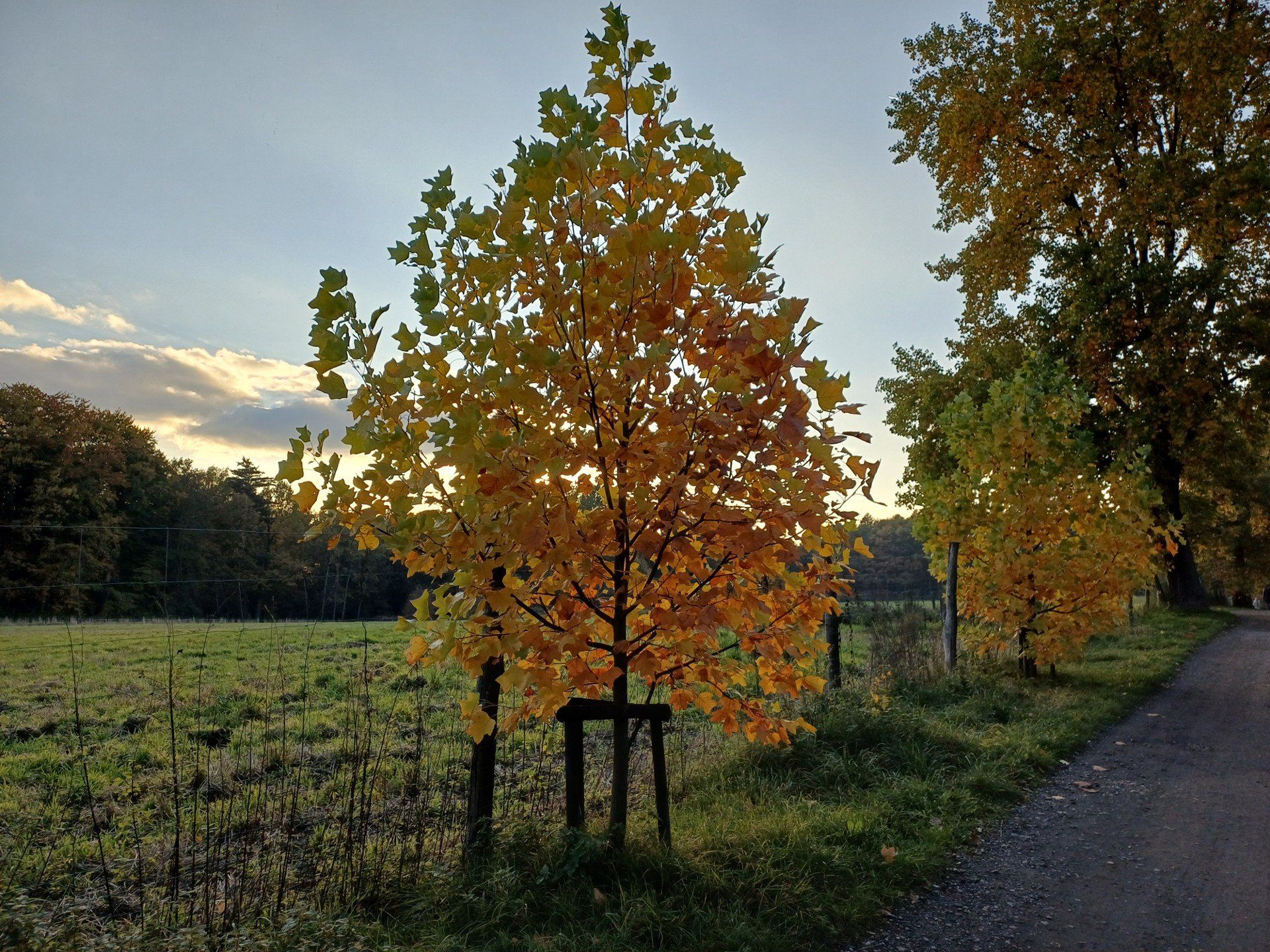 Miechowicka Ostoja Leśna w Bytomiu