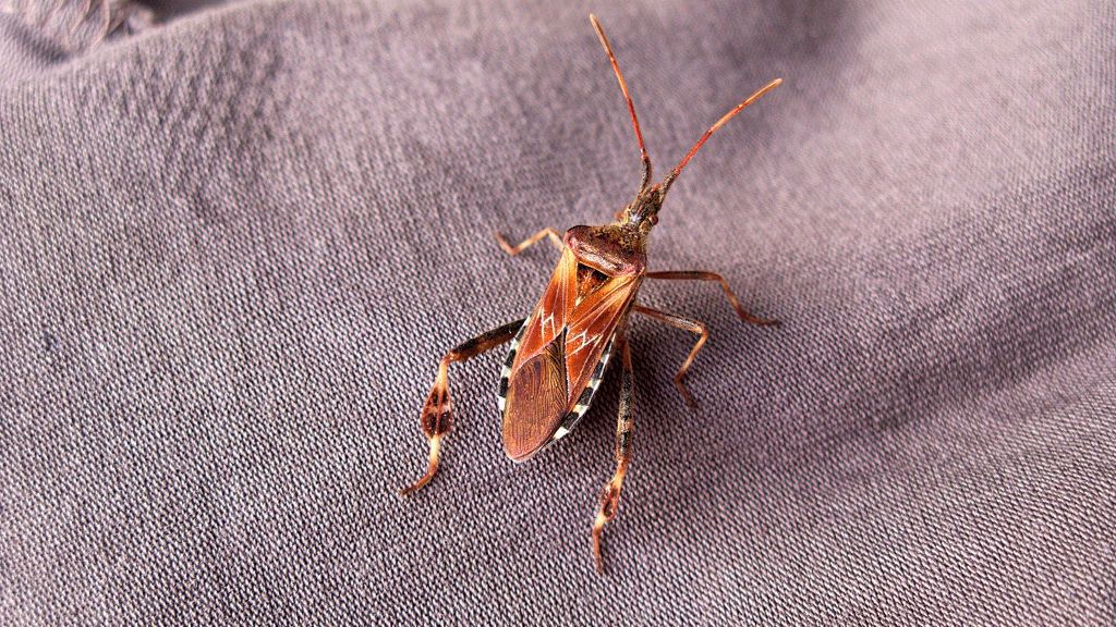 Wtyk amerykański - jak się go pozbyć?