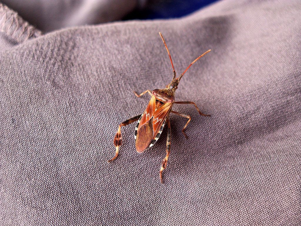 Wtyk amerykański - jak się go pozbyć?