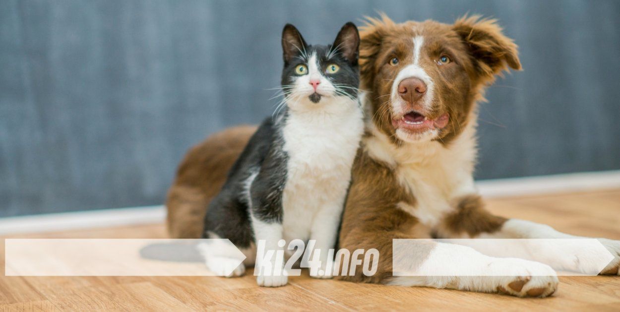 Inowrocław: Ruszyła zbiórka "Wspomóż psiaka i kociaka"