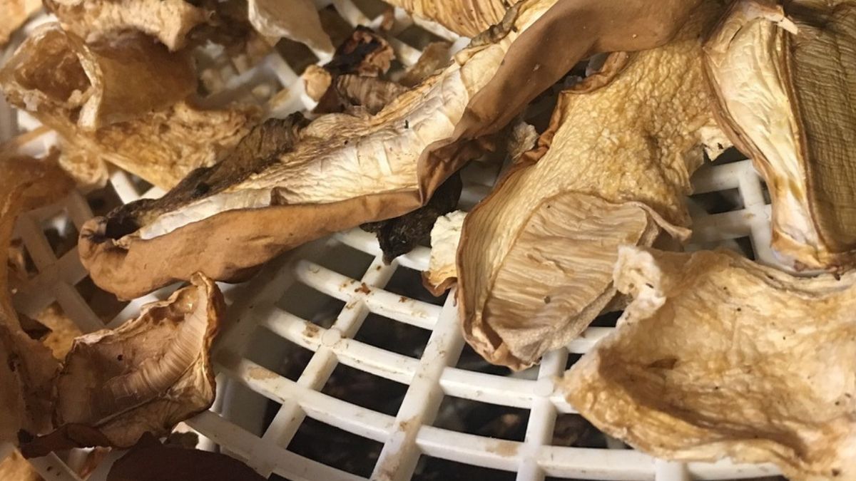 Tych grzybów nie powinno się suszyć