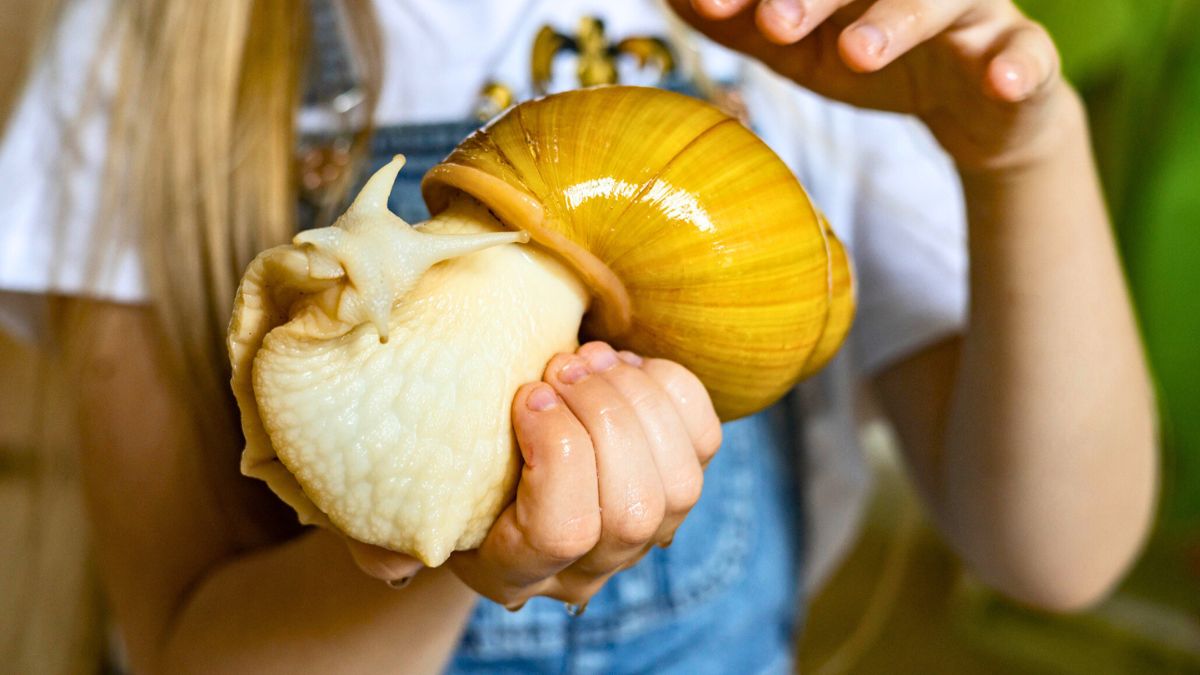 Dziewczynka trzyma w rękach dużego ślimaka 