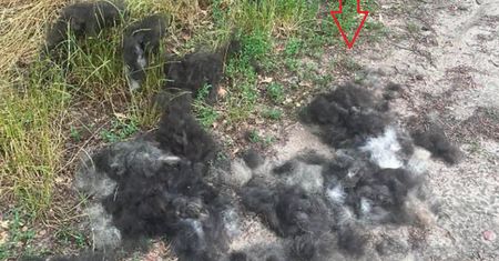 Psia sierść w lesie. Post z Ostrowa wywołał burzę. "Śmieciarze"
