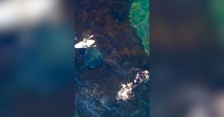 Gigantyczna płaszczka. Dron uchwycił ogromne zwierzę
