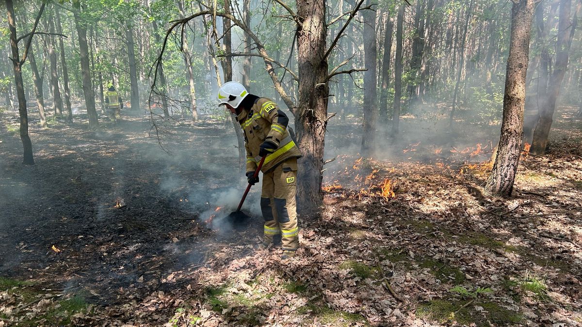 Spłonęło ćwierć hektara lasu