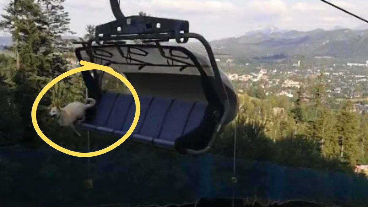 Straszne sceny w Zakopanem. Pies wyskoczył z kolejki linowej