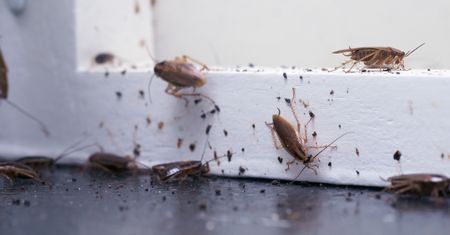 Koszmarna plaga w amerykańskim mieście. "Nigdy w życiu nie widziałem czegoś takiego"