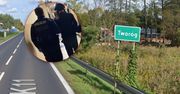 Zwabił partnerkę i zabił. Prokurator chce dożywocia dla Grzegorza O.