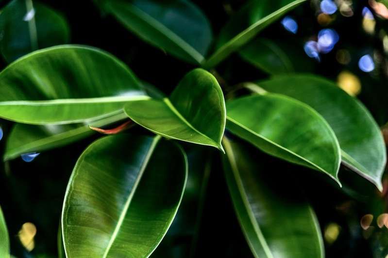 Fikus sprężysty rośnie jak na drożdżach. Nawet 60 cm w rok