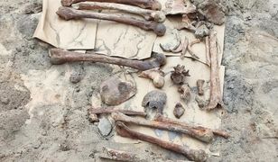 Masowa mogiła w Gdańsku. Przypadkowe odkrycie na budowie