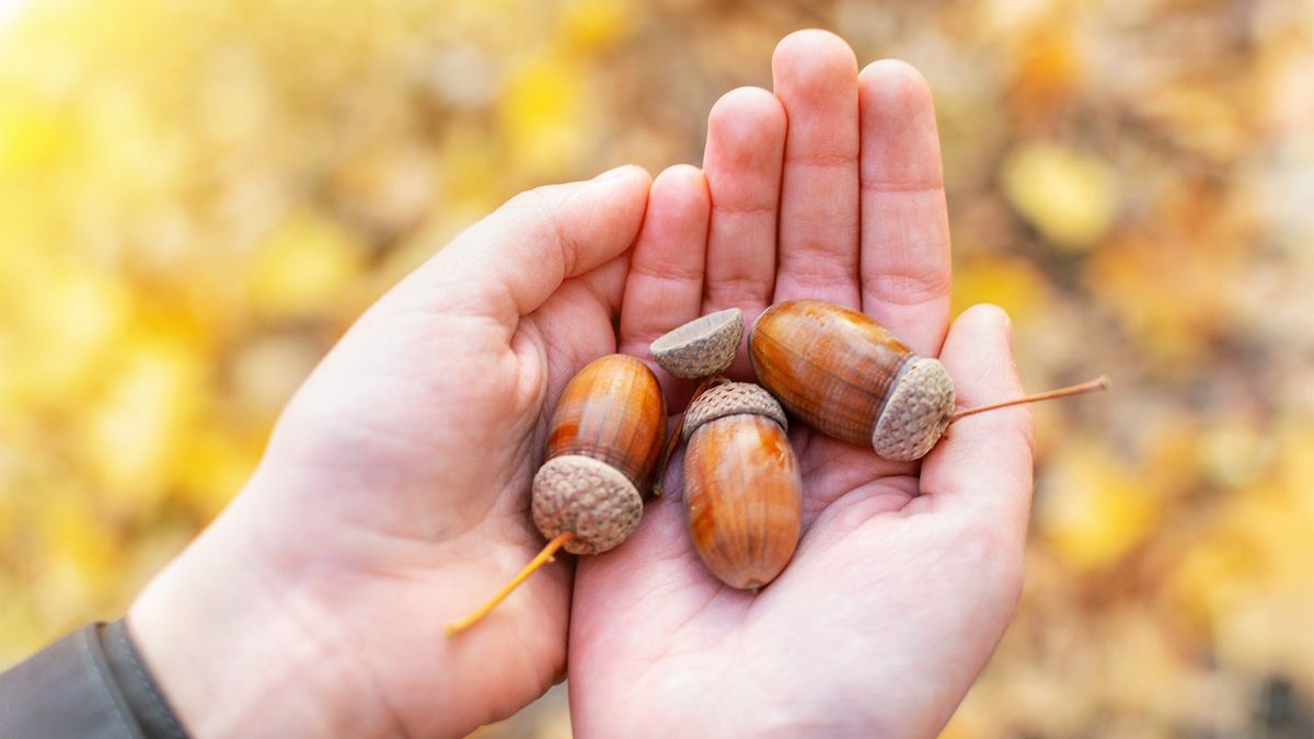 Wysyp żołędzi powiązany z groźną chorobą. Czeka nas wysyp przypadków boreliozy