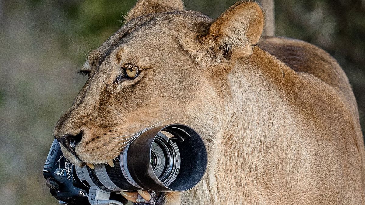 Horror fotografa: Lwica zabrała aparat i rzuciła go młodym do zabawy 1