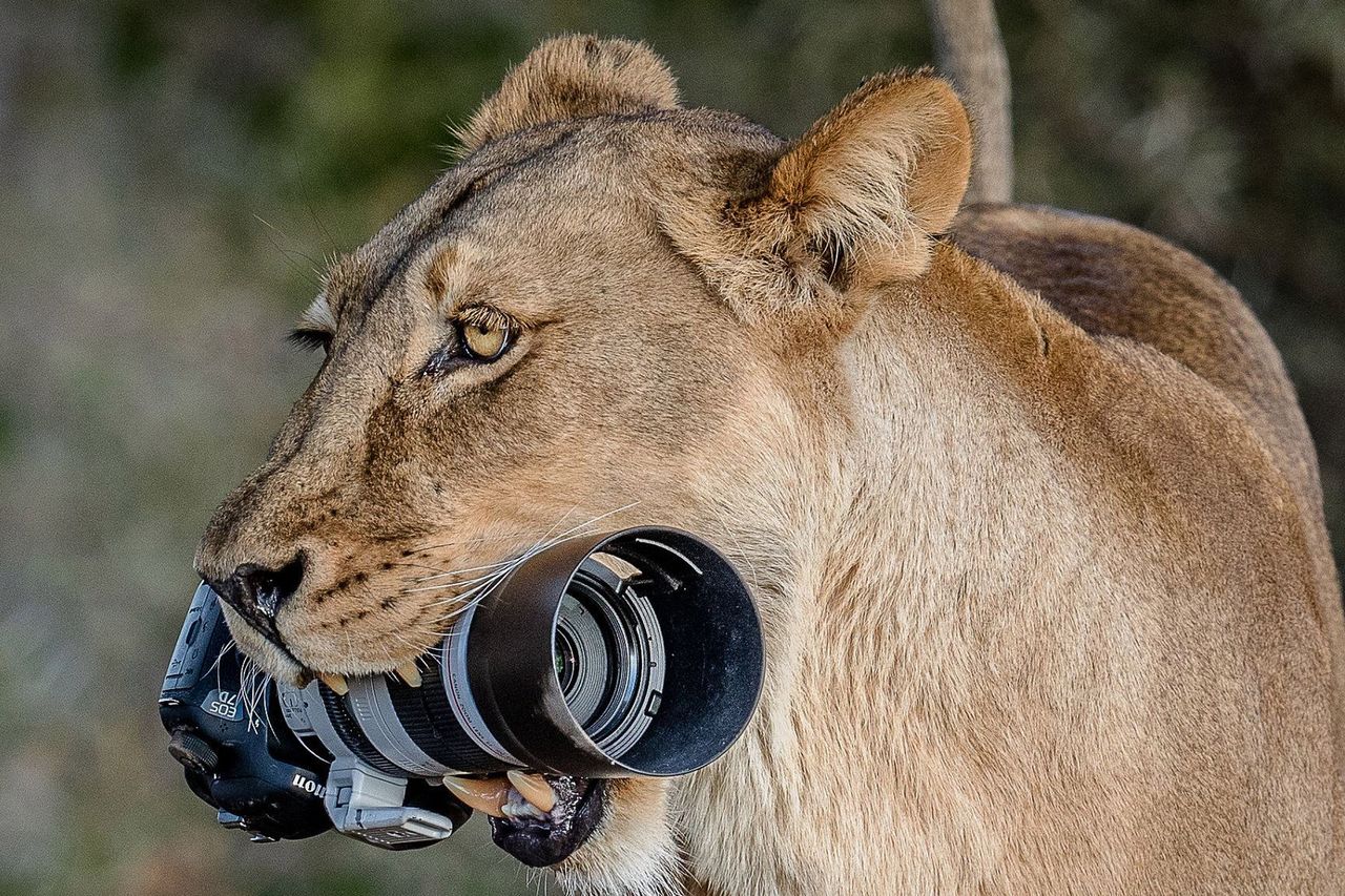 Horror fotografa: Lwica zabrała aparat i rzuciła go młodym do zabawy