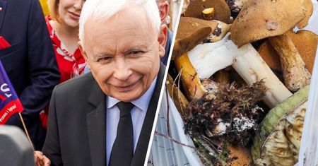Z konstytucją na grzybach [OPINIA]