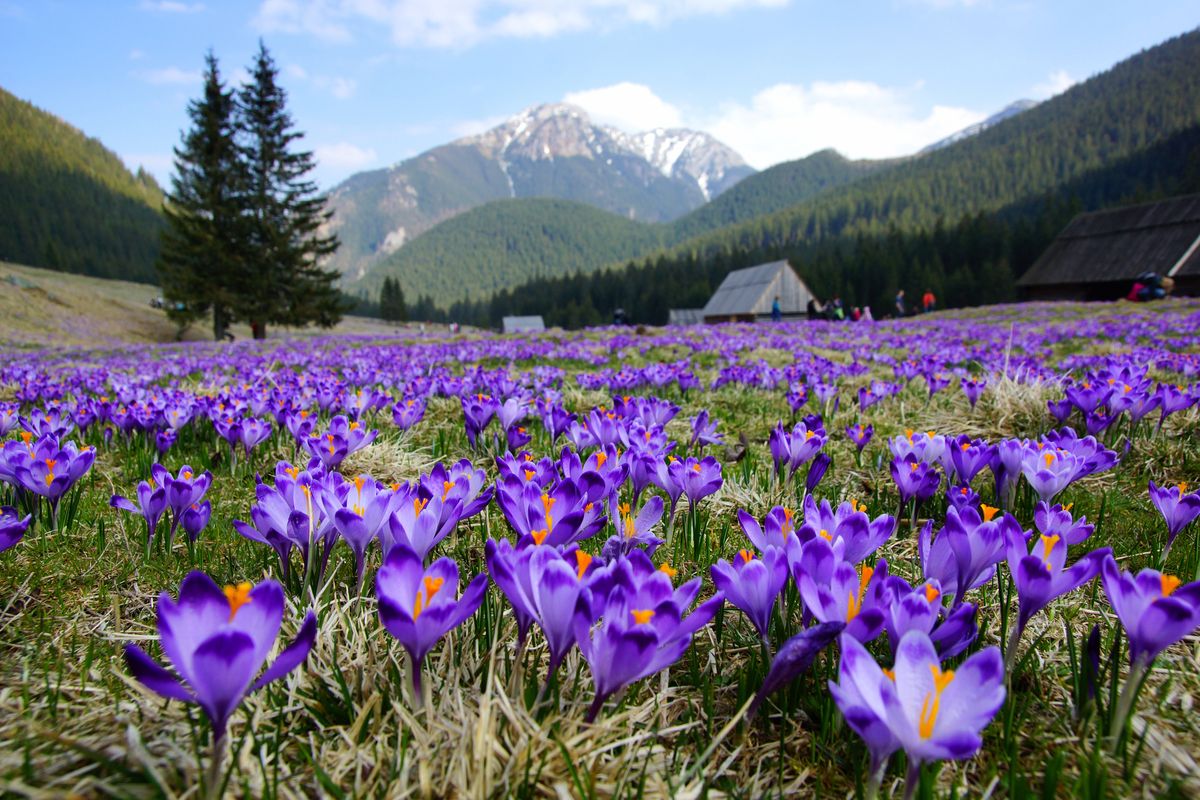 Najbardziej obleganym miejscem w czasie kwitnienia krokusów jest Dolina Chochołowska