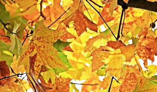 Śląskie. Jaka pogoda w środę? Poranek chłodny, później będzie cieplej