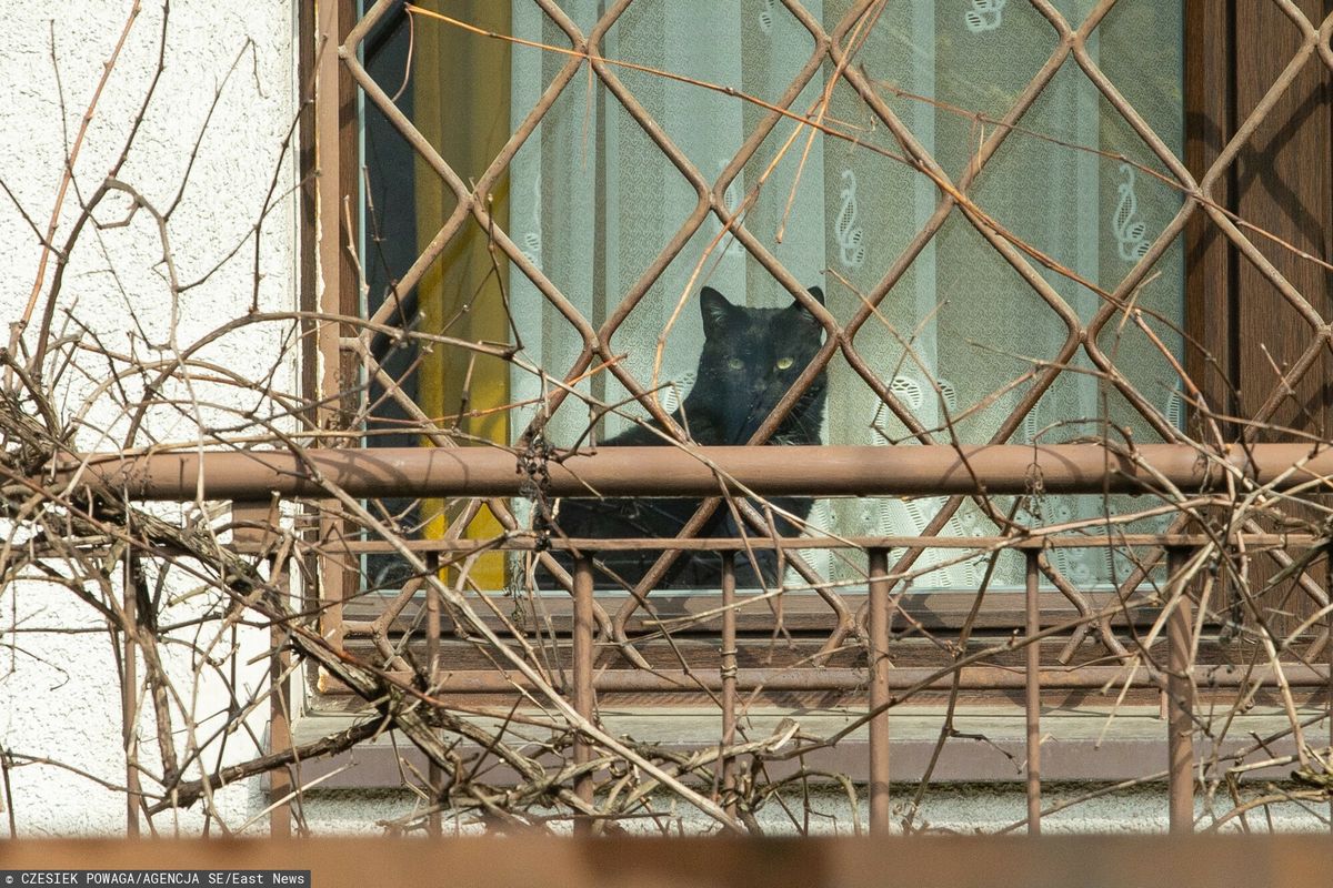 Kot Jarosława Kaczyńskiego pilnuje domu przy ulicy Mickiewicza

