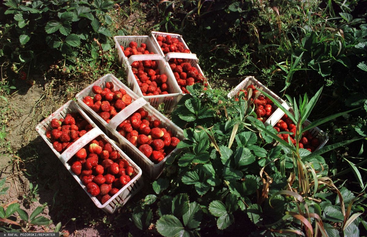 Na zbieraniu truskawek w sezonie można sporo dorobić