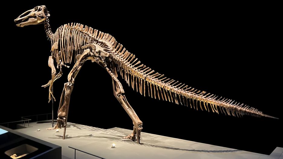 Rzadko się zdarza, aby szkielet dinozaura był tak dobrze zachowany (zdjęcie ilustracyjne)